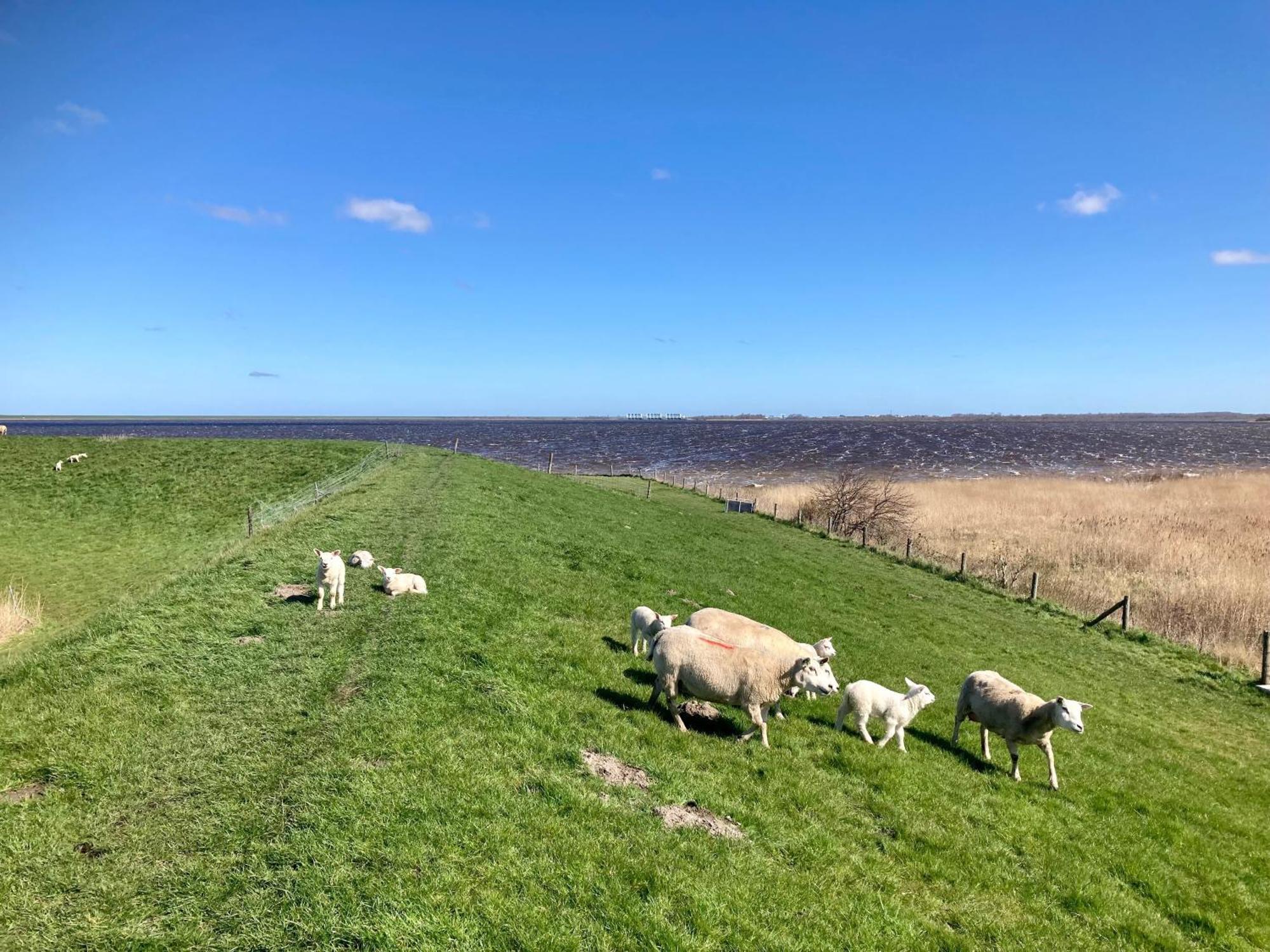 Haus Gaby Direkt Am Lauwersmeer Anjum Экстерьер фото